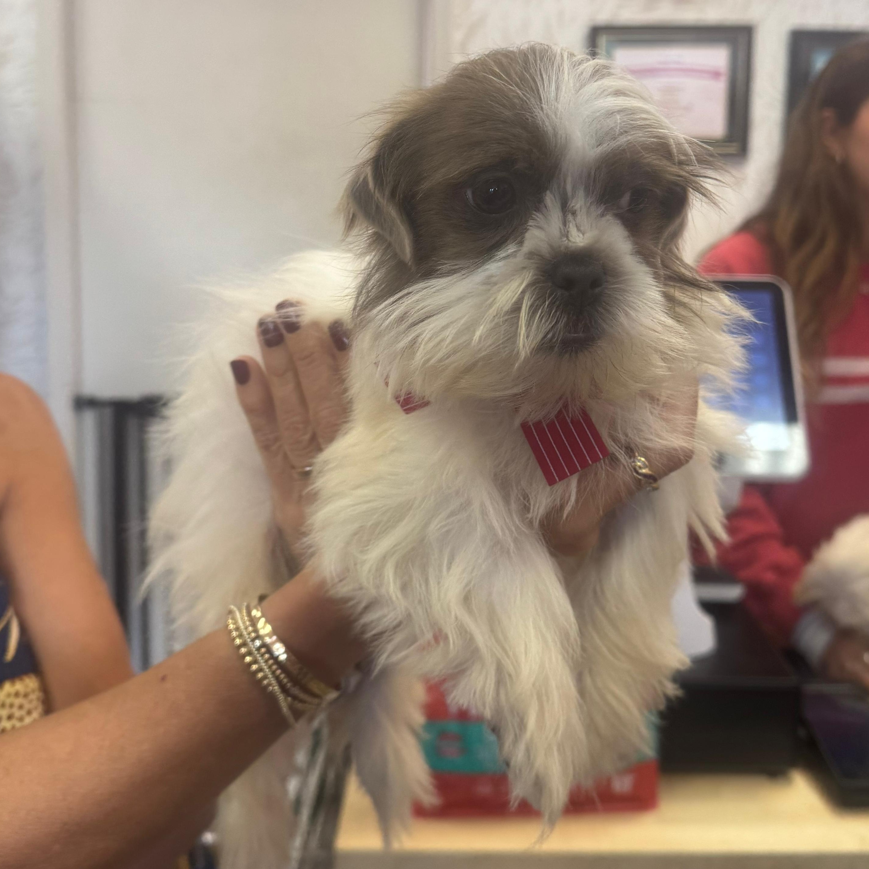 Enlarge Bonnie, a Adoptable Shih Tzu in Miami, FL image 6/6