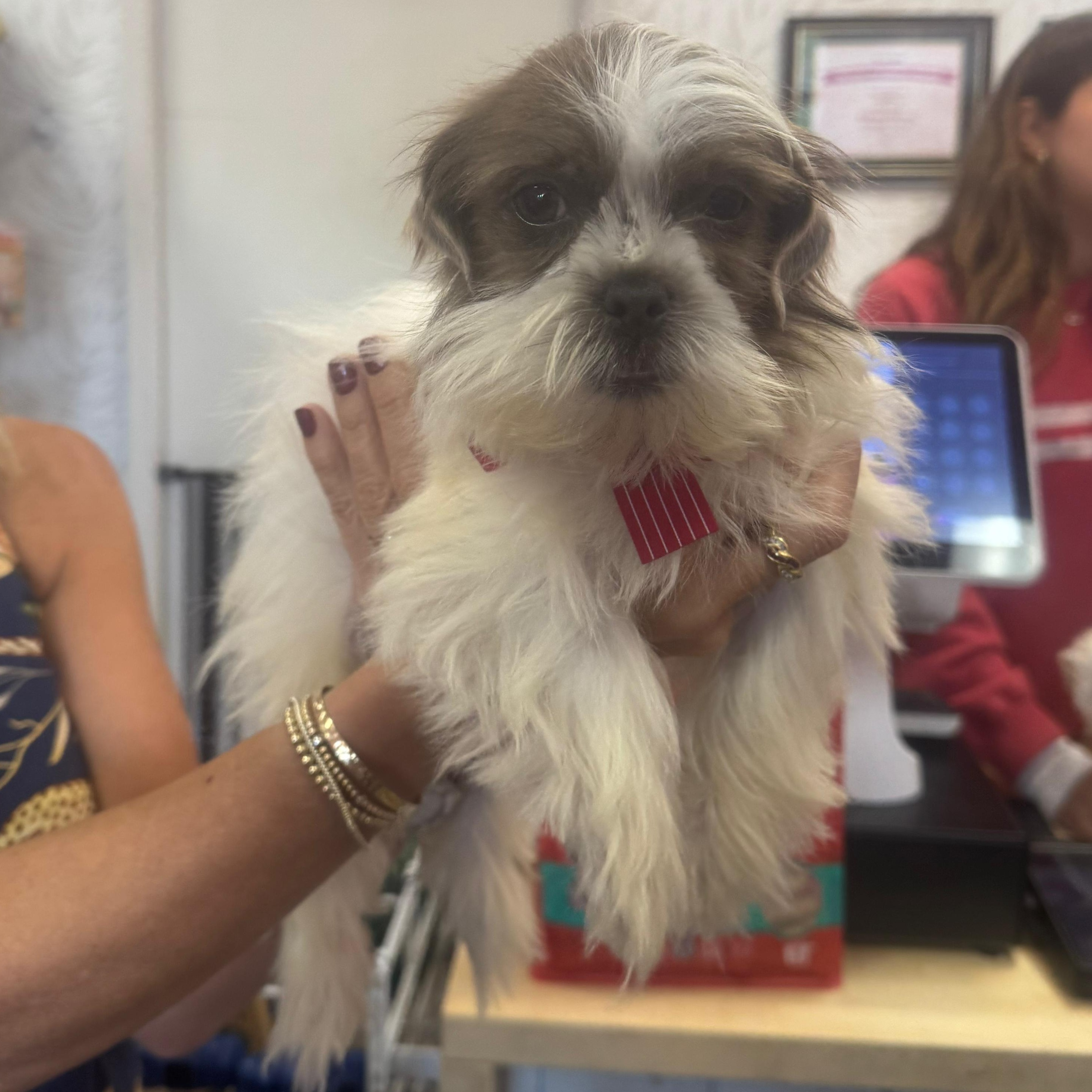 Enlarge Bonnie, a Adoptable Shih Tzu in Miami, FL image 4/6