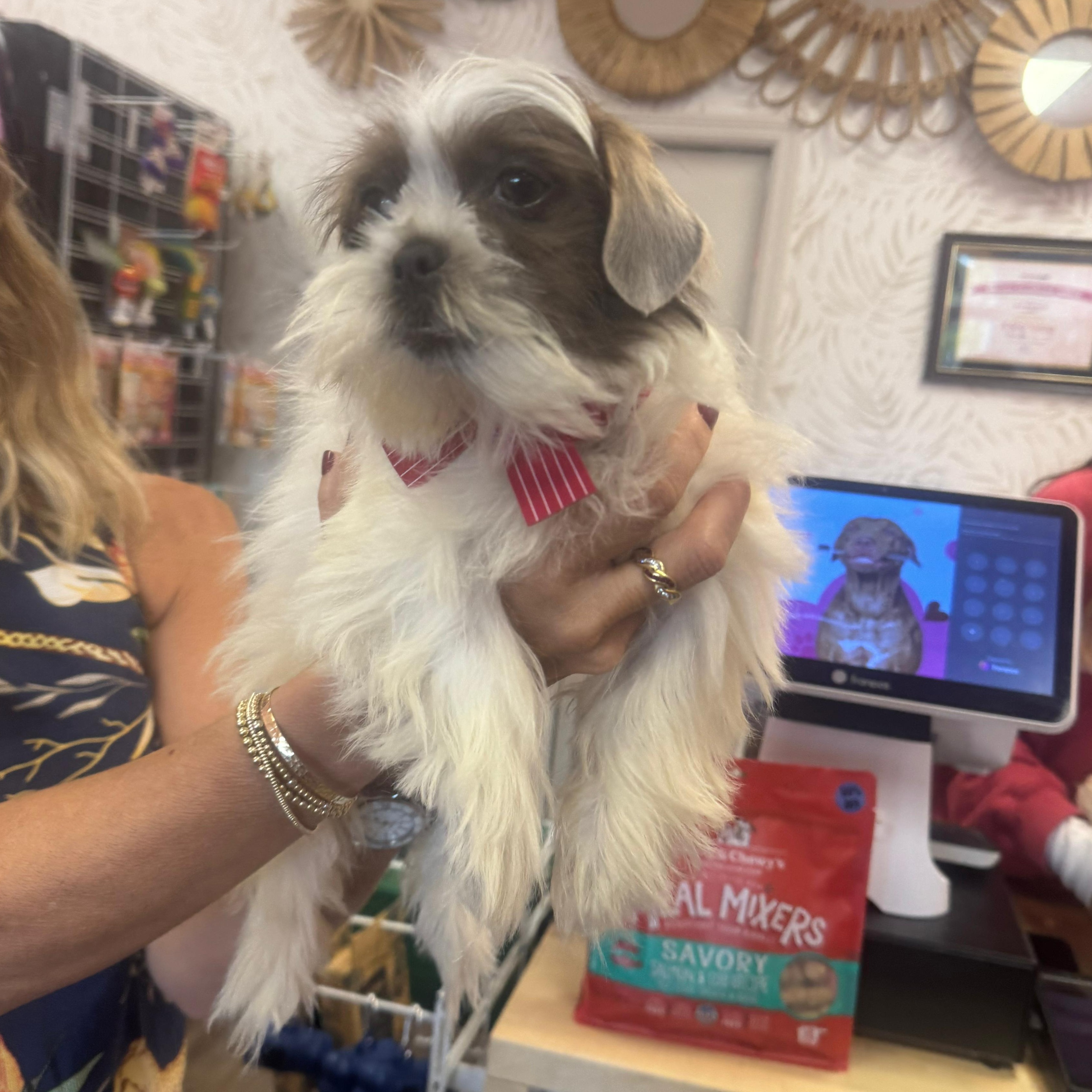 Enlarge Bonnie, a Adoptable Shih Tzu in Miami, FL image 5/6