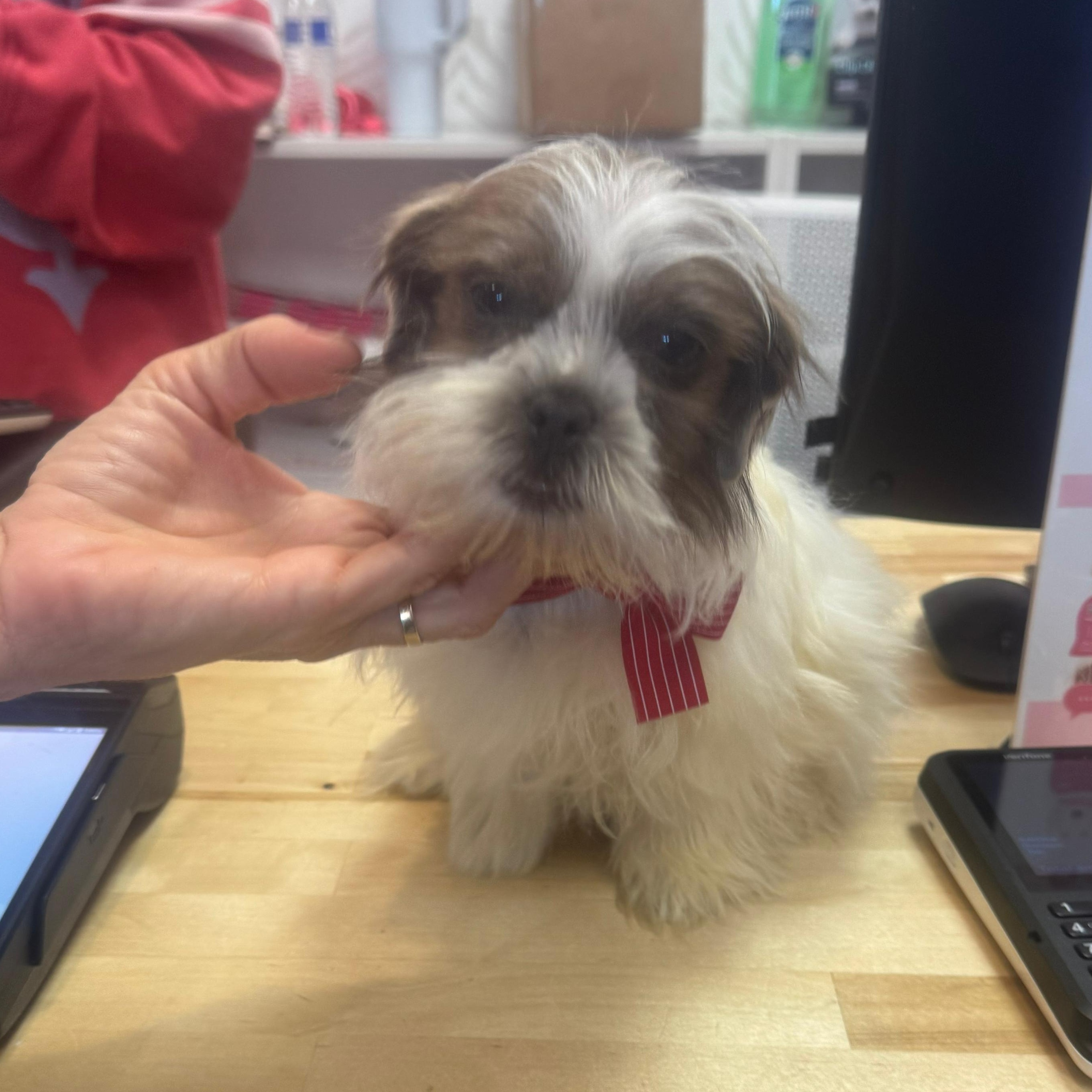Bonnie, Adoptable, Puppy Female Shih Tzu.