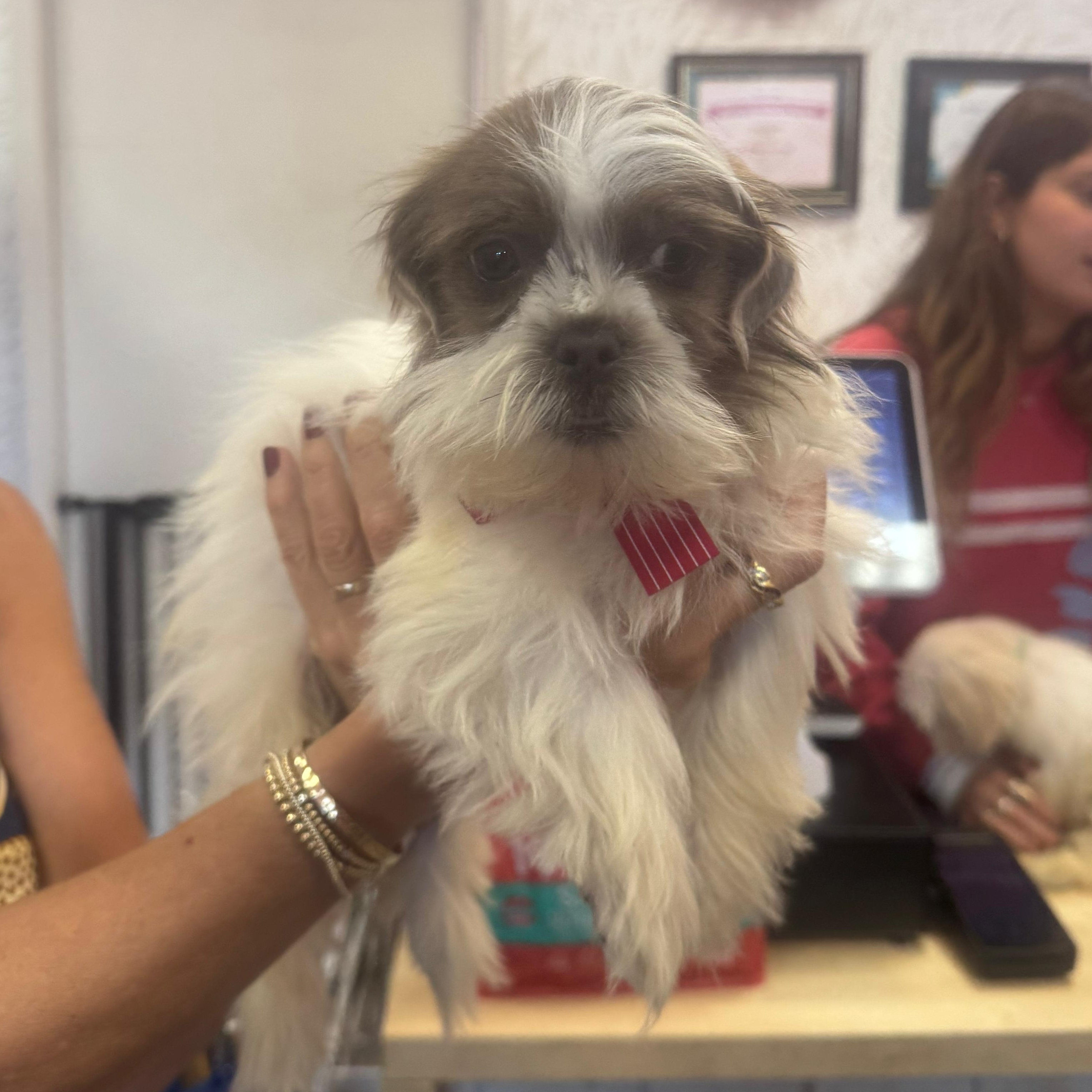 Enlarge Bonnie, a Adoptable Shih Tzu in Miami, FL image 3/6