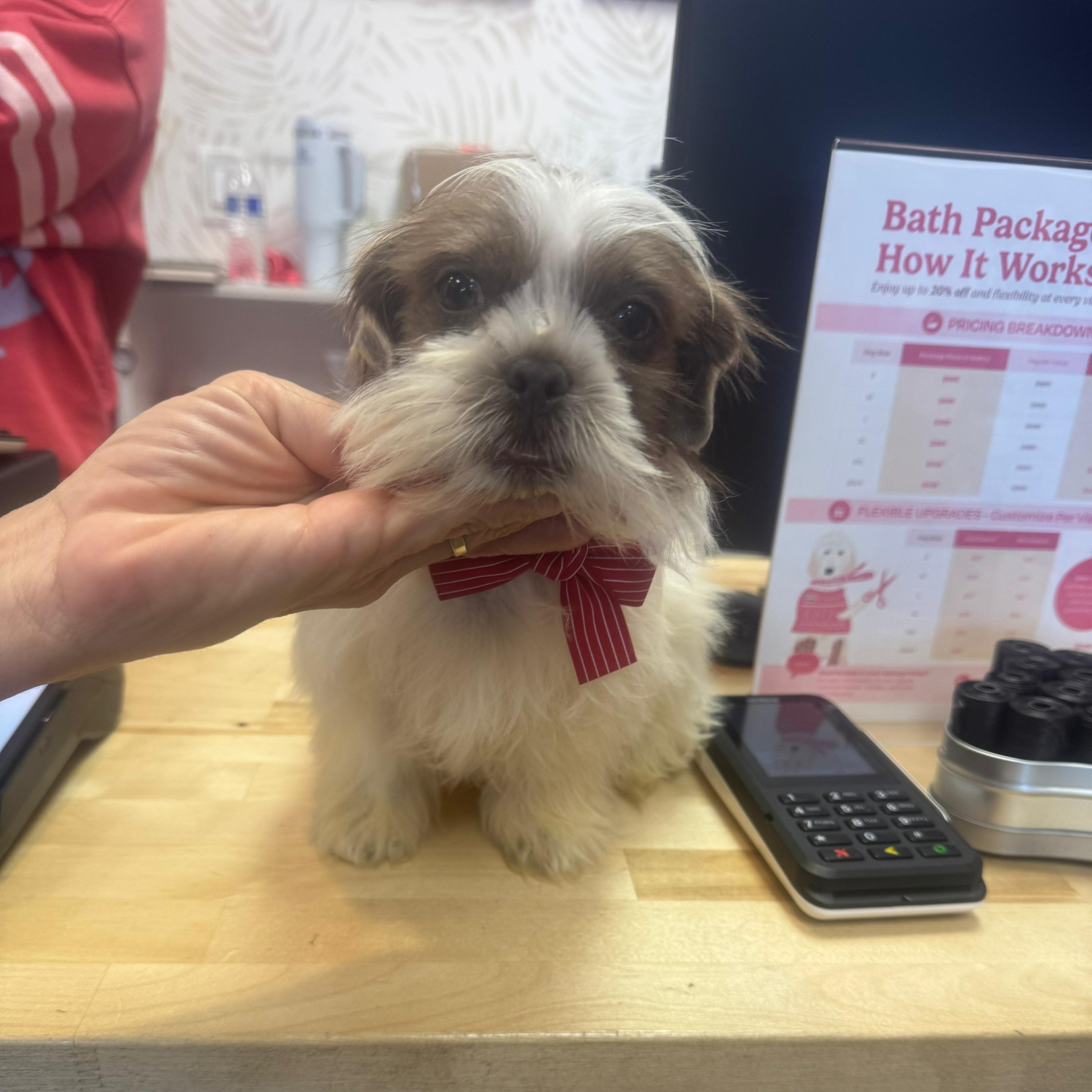 Enlarge Bonnie, a Adoptable Shih Tzu in Miami, FL image 2/6