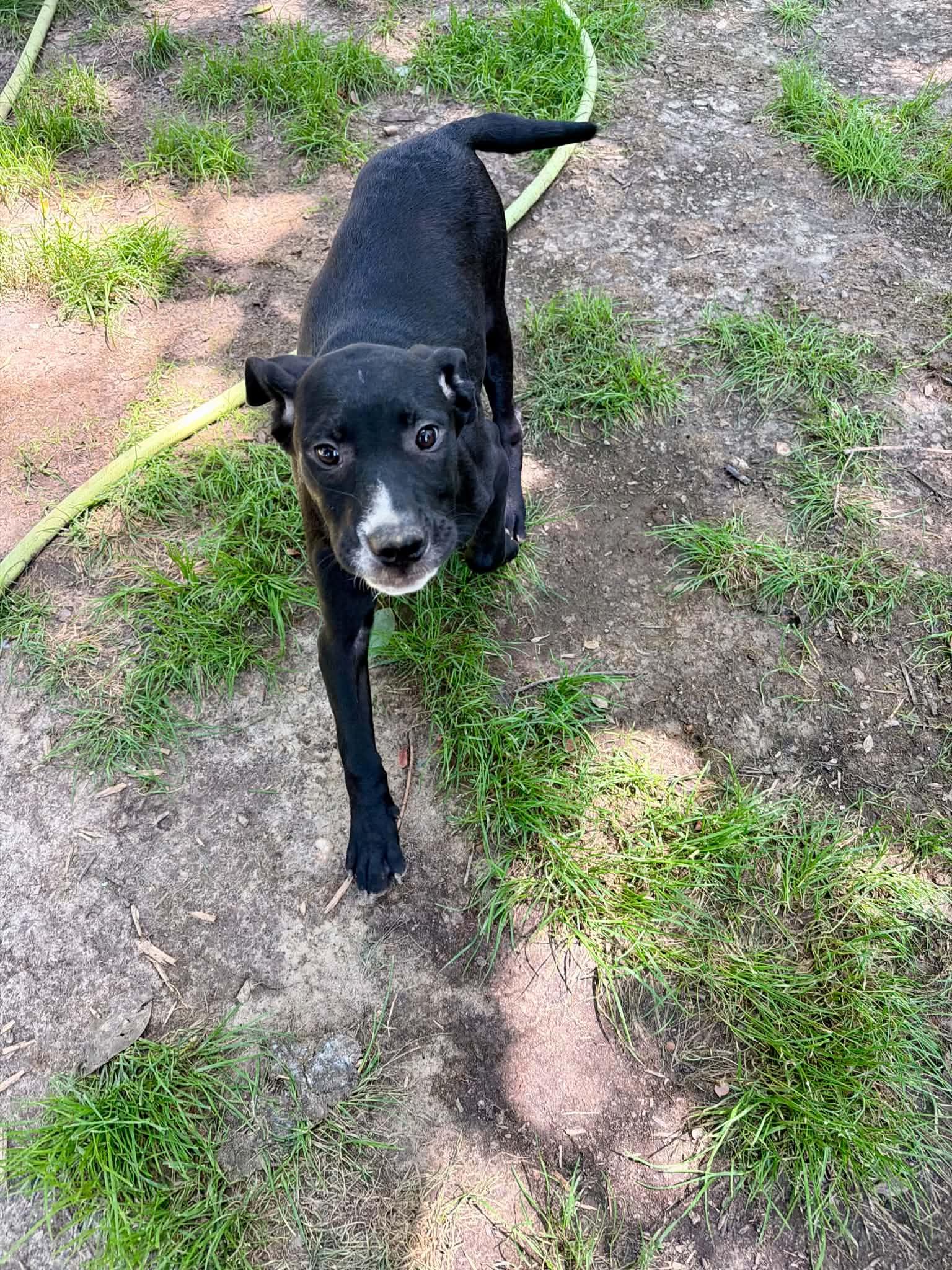 Jesse, a ADOPTABLE Mixed Breed in Northwood, NH image 3/5