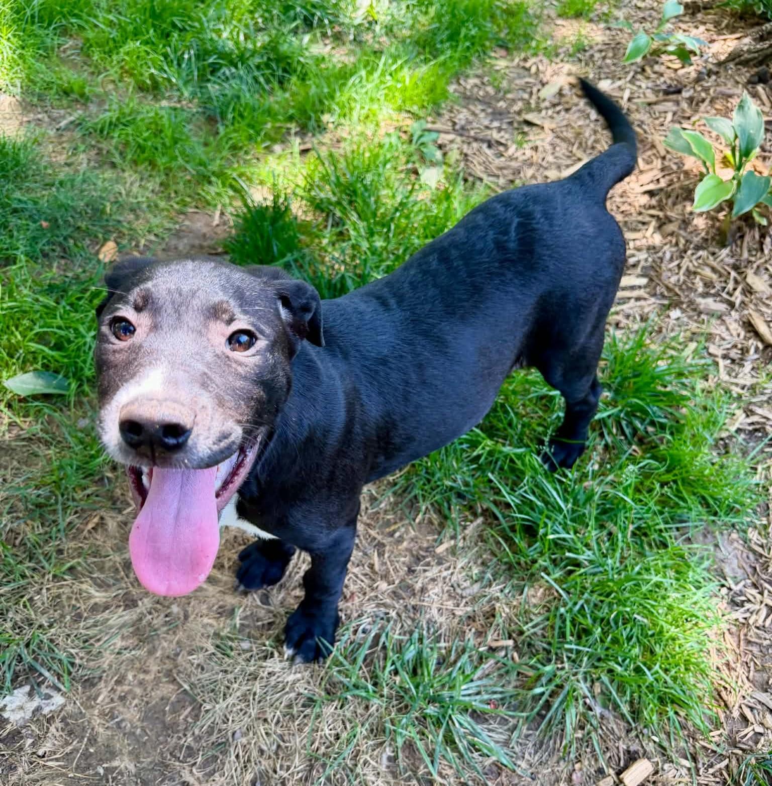 Jesse, ADOPTABLE, Puppy Male Mixed Breed.
