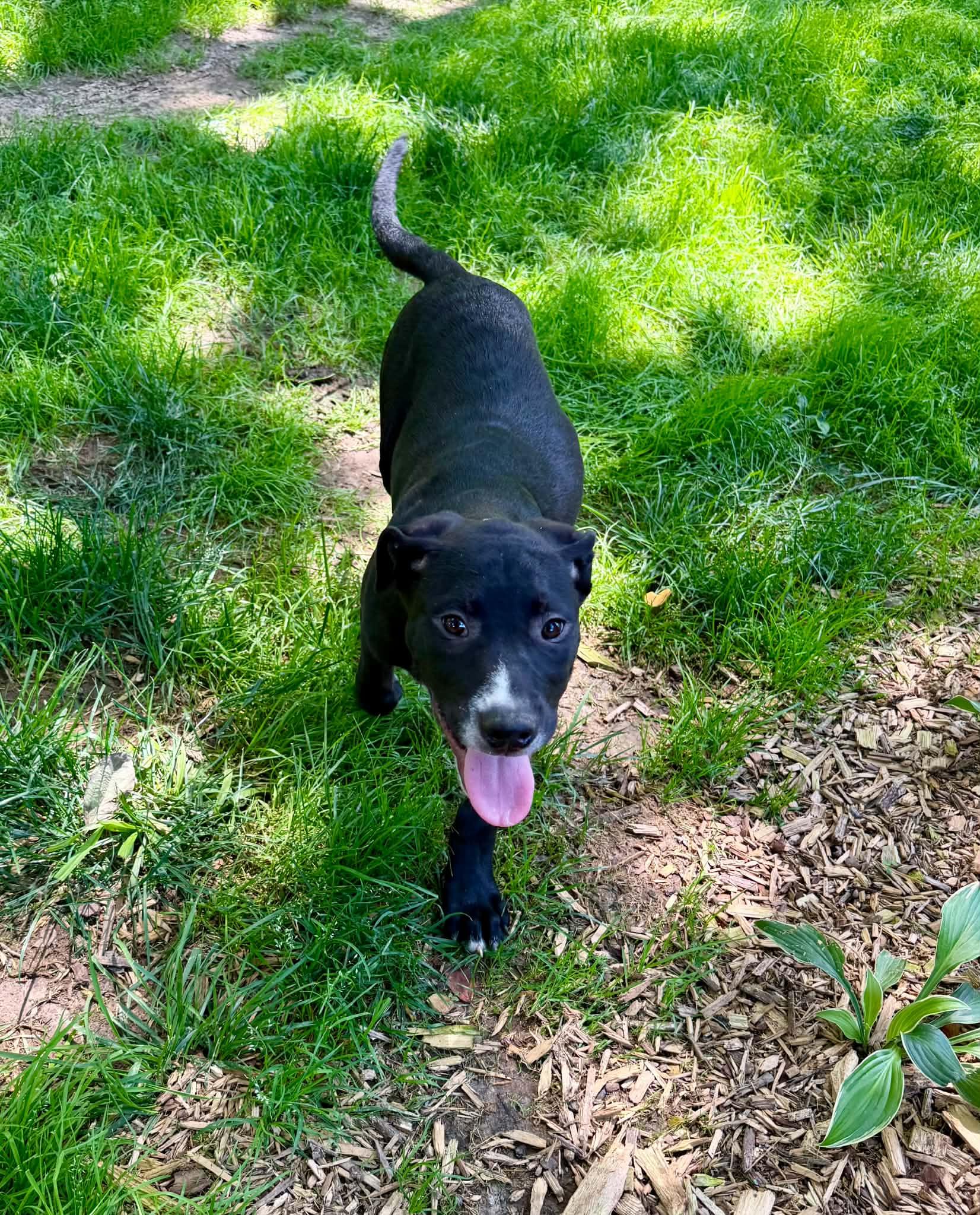 Jesse, a ADOPTABLE Mixed Breed in Northwood, NH image 2/5