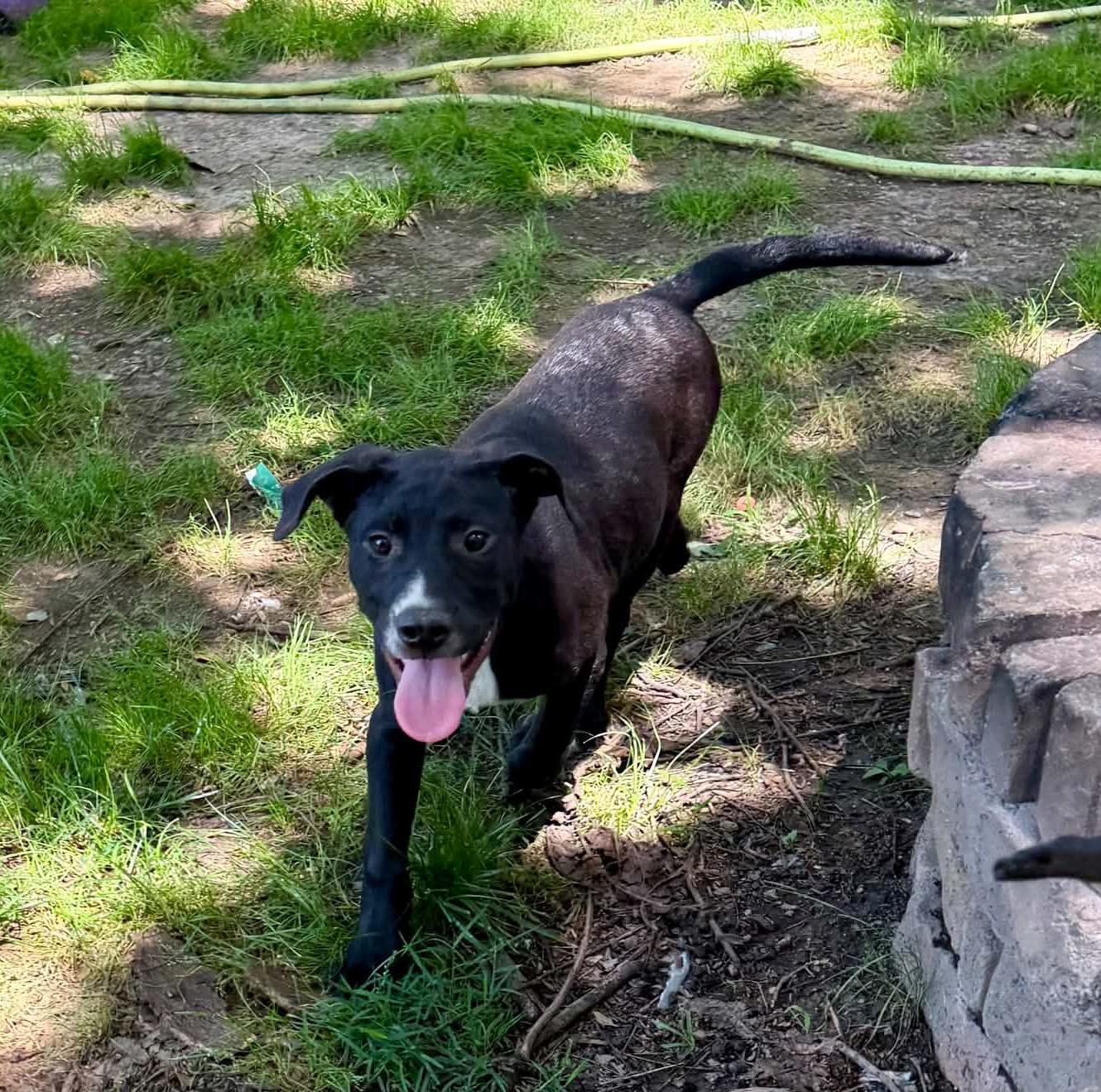 Jesse, a ADOPTABLE Mixed Breed in Northwood, NH image 4/5