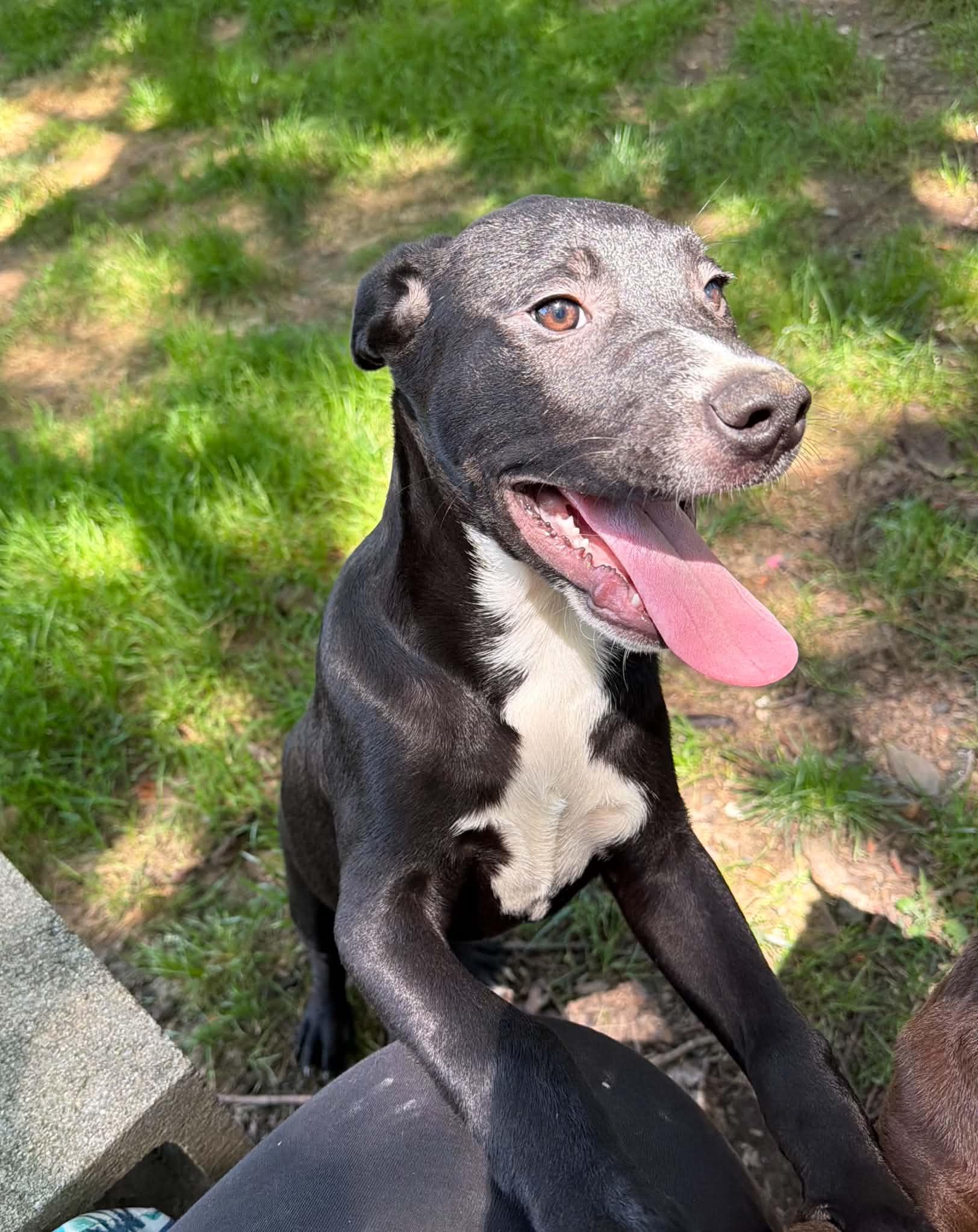 Jesse, a ADOPTABLE Mixed Breed in Northwood, NH image 5/5