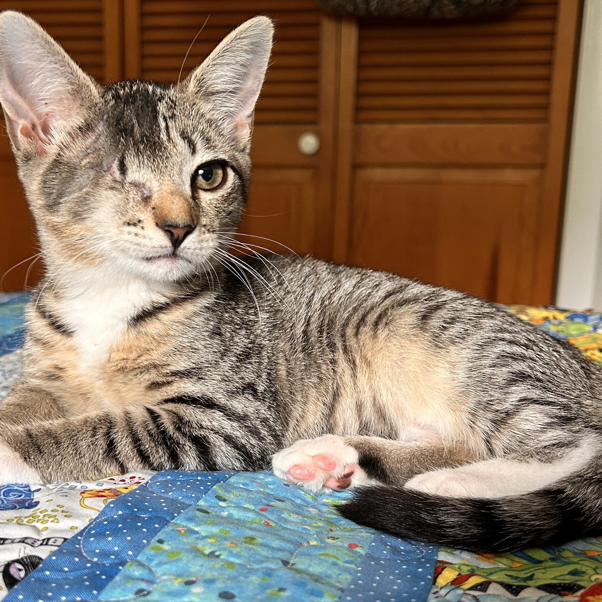 Alanis, ADOPTABLE, Kitten Female Domestic Short Hair.