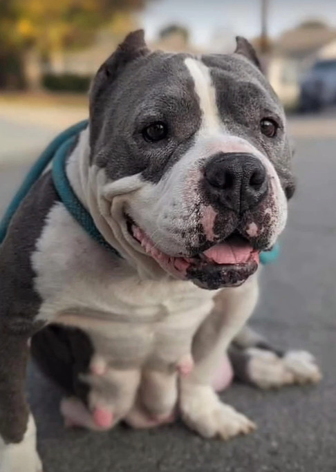 Mallory Sweetie, an adoptable Pit Bull Terrier Mix in Rocklin, CA_image-1