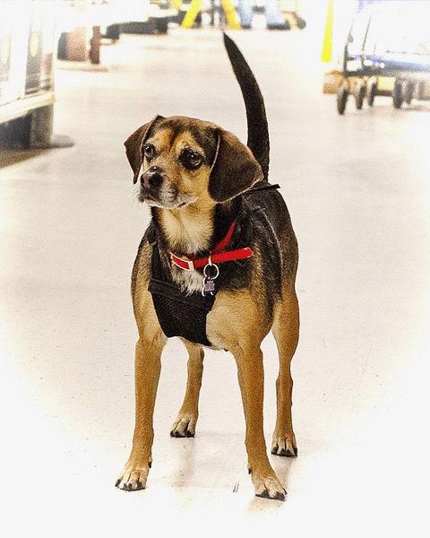Enlarge Bella B, a Adoptable Beagle in Utica, MI image 1/3