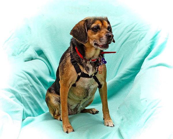 Enlarge Bella B, a Adoptable Beagle in Utica, MI image 2/3