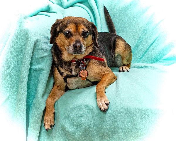 Enlarge Bella B, a Adoptable Beagle in Utica, MI image 3/3