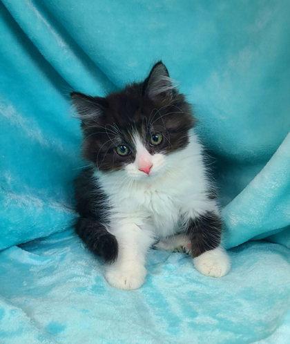 7061 (Sawyer), Adopted, Kitten Male Domestic Long Hair.