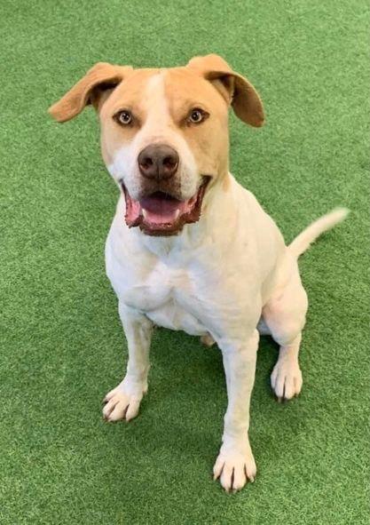 Ranger, Adoptable, Senior Male Pit Bull Terrier & Australian Cattle Dog / Blue Heeler.