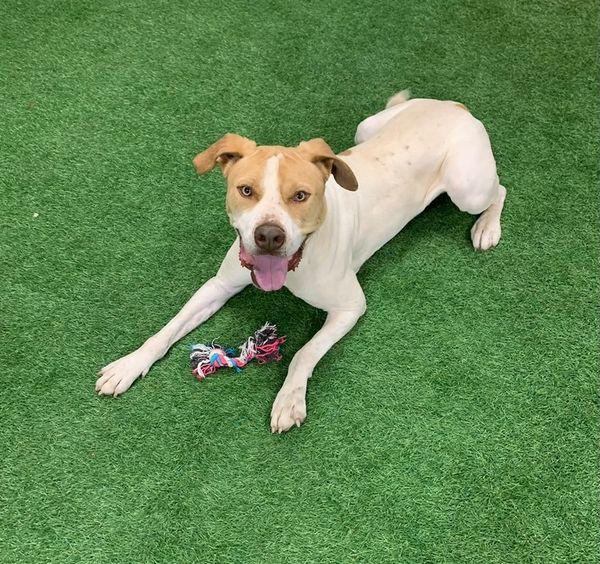 Enlarge Ranger, a Adoptable mixed breed in San Angelo , TX image 2/6