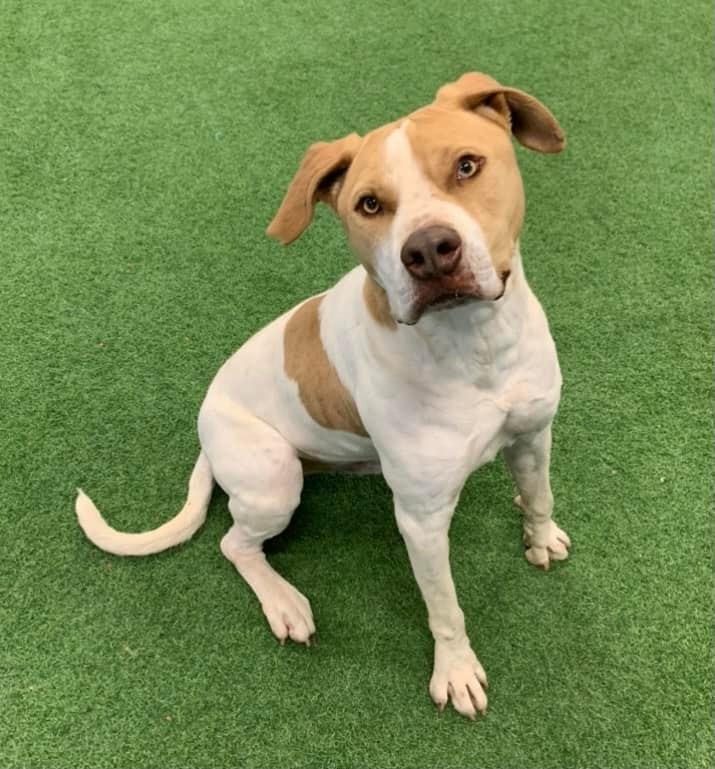 Enlarge Ranger, a Adoptable mixed breed in San Angelo , TX image 3/6