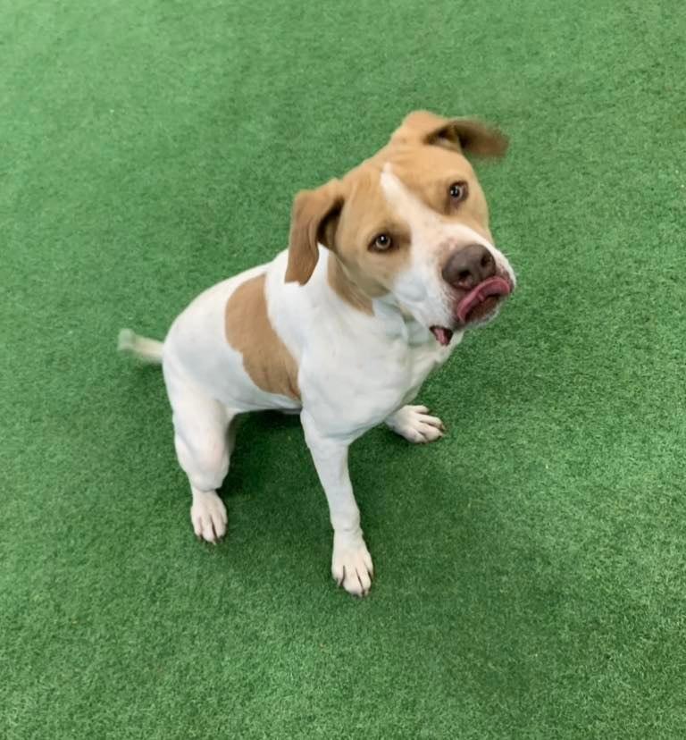 Enlarge Ranger, a Adoptable mixed breed in San Angelo , TX image 5/6