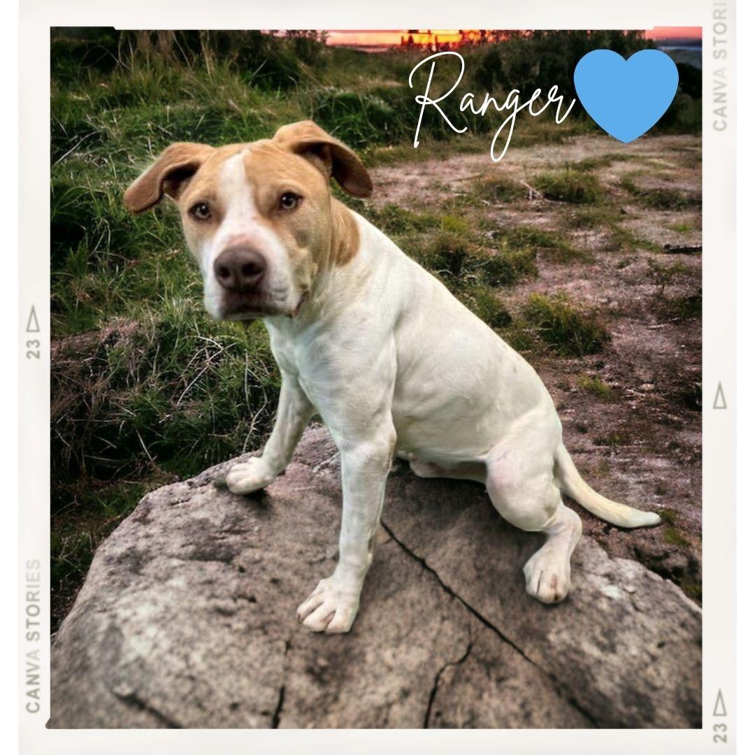 Enlarge Ranger, a Adoptable mixed breed in San Angelo , TX image 6/6