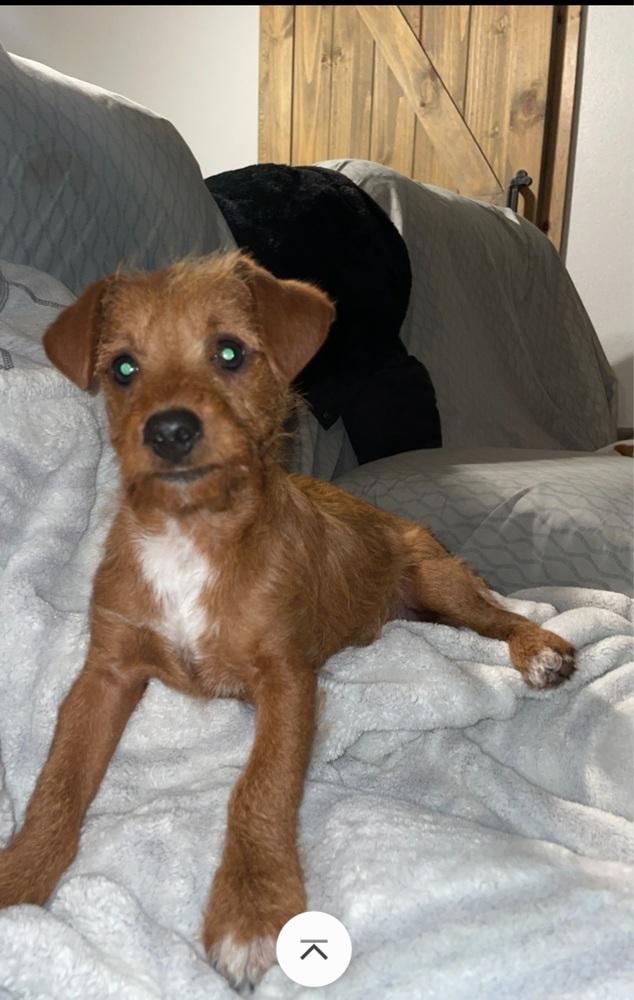 Milo, Adopted, Puppy Male Rat Terrier & Jack Russell Terrier.