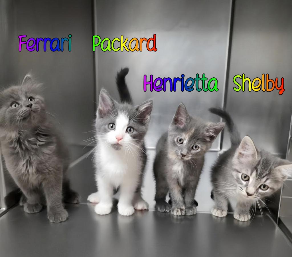 Henrietta, Adoptable, Kitten Female Domestic Short Hair.
