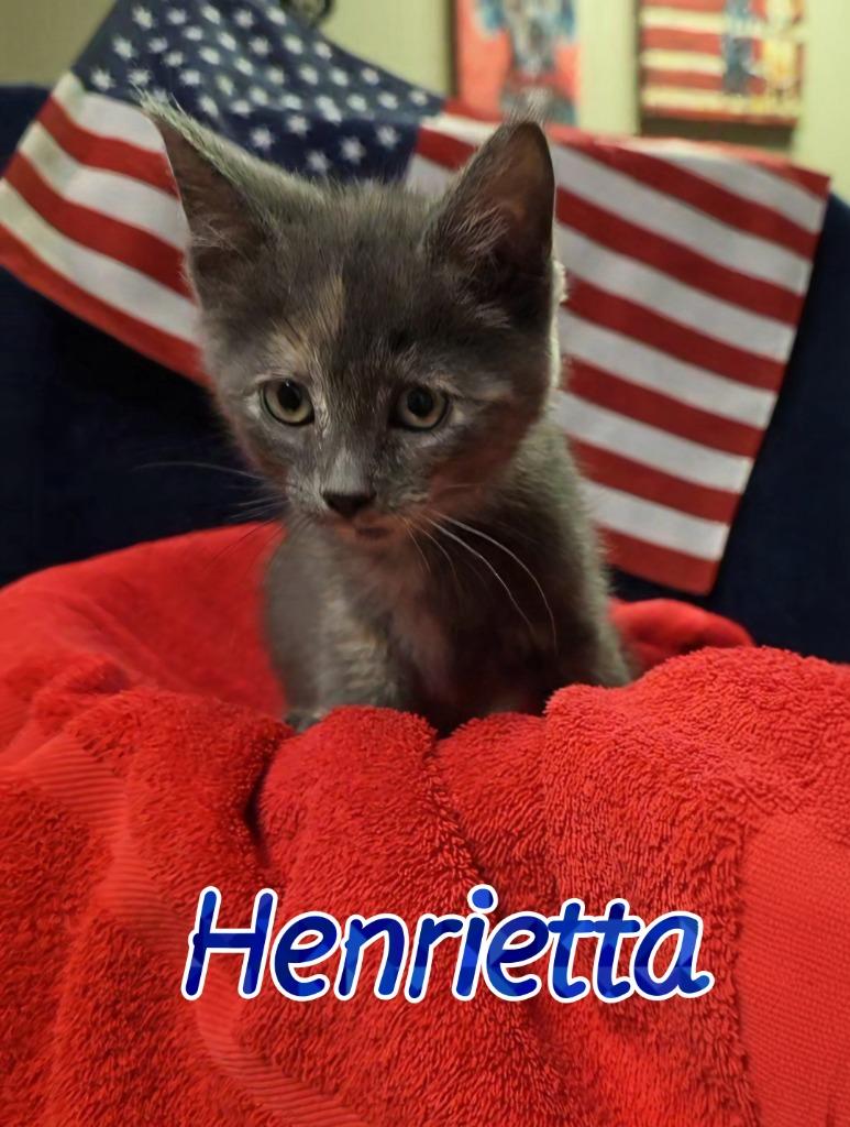 Enlarge Henrietta, a Adoptable mixed breed in Port Clinton, OH image 3/6