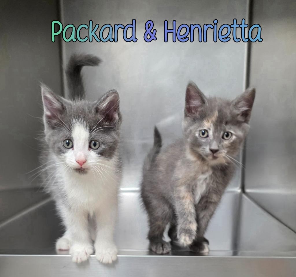 Enlarge Henrietta, a Adoptable mixed breed in Port Clinton, OH image 4/6