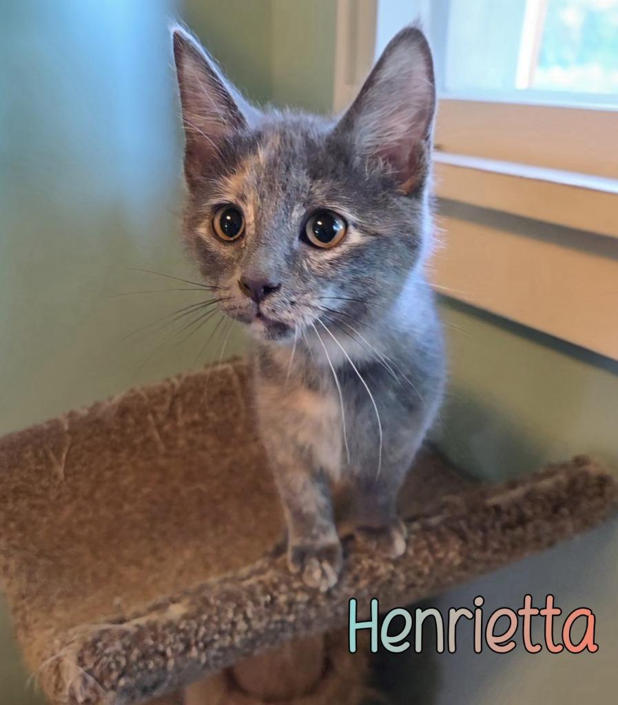 Enlarge Henrietta, a Adoptable mixed breed in Port Clinton, OH image 5/6