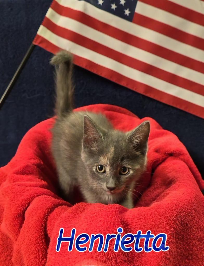 Enlarge Henrietta, a Adoptable mixed breed in Port Clinton, OH image 6/6