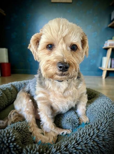 Cash, Adoptable, Adult Male Yorkshire Terrier.