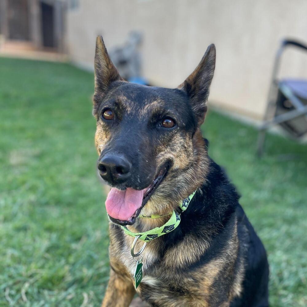 Enlarge Chula 2, a Adoptable mixed breed in San Diego, CA image 1/6