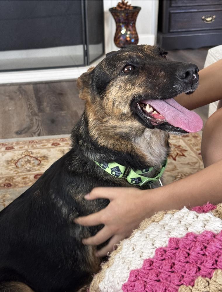 Enlarge Chula 2, a Adoptable mixed breed in San Diego, CA image 2/6