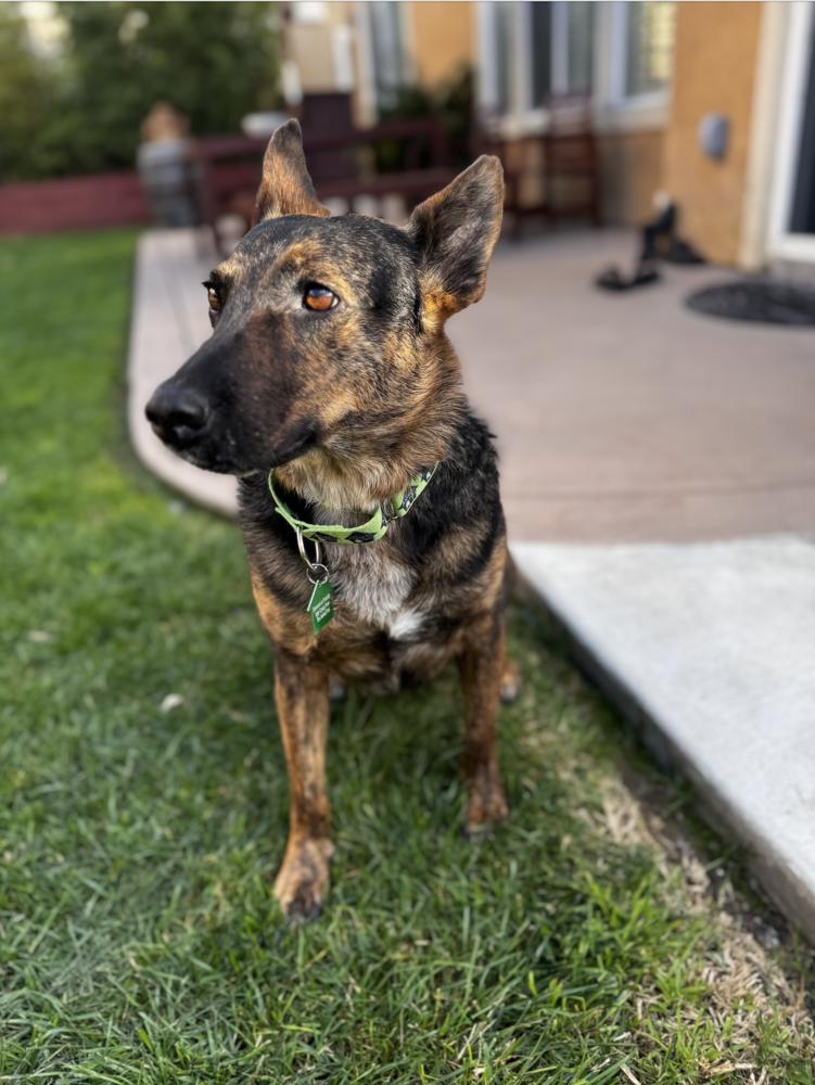 Enlarge Chula 2, a Adoptable mixed breed in San Diego, CA image 3/6