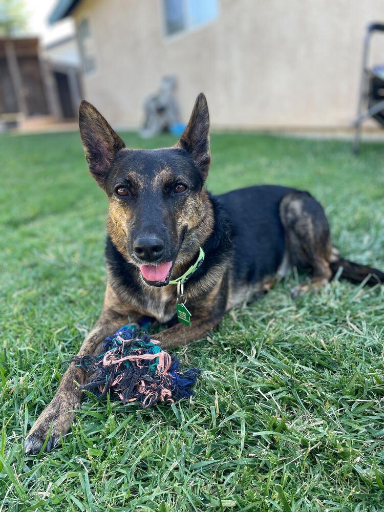 Enlarge Chula 2, a Adoptable mixed breed in San Diego, CA image 4/6