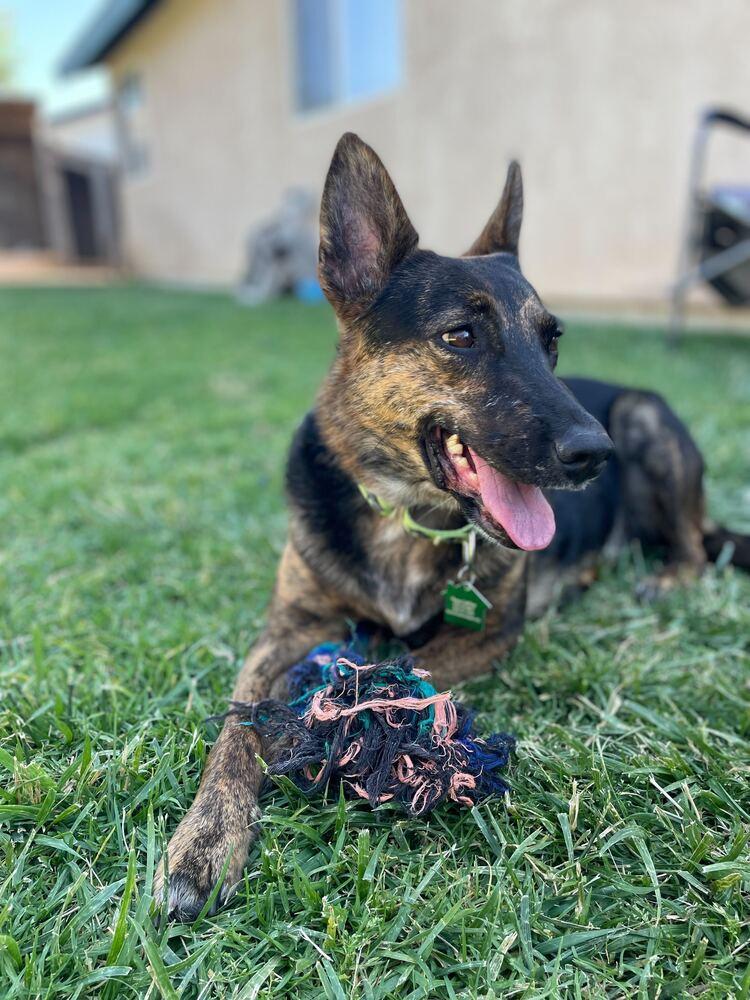 Enlarge Chula 2, a Adoptable mixed breed in San Diego, CA image 6/6