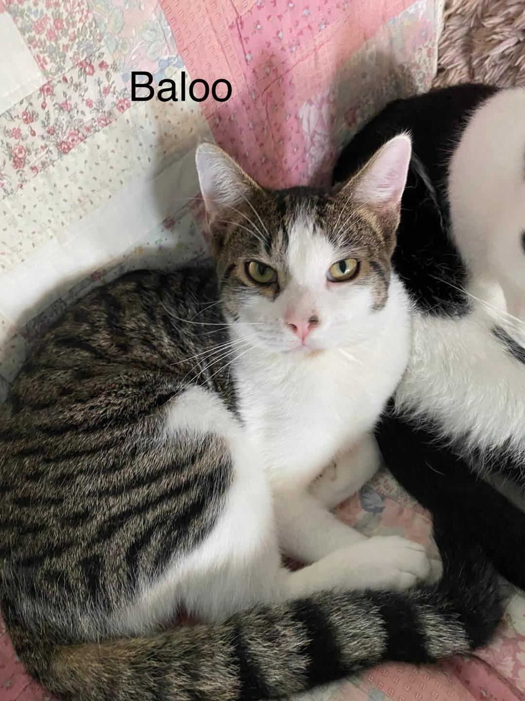 Enlarge Baloo, a Adoptable Domestic Medium Hair in Milton, PA image 1/2