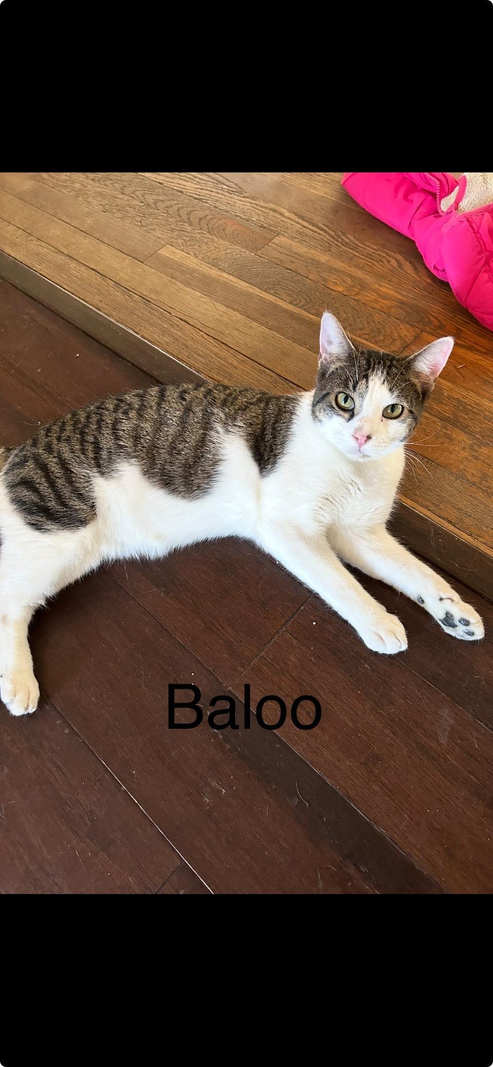 Enlarge Baloo, a Adoptable Domestic Medium Hair in Milton, PA image 2/2