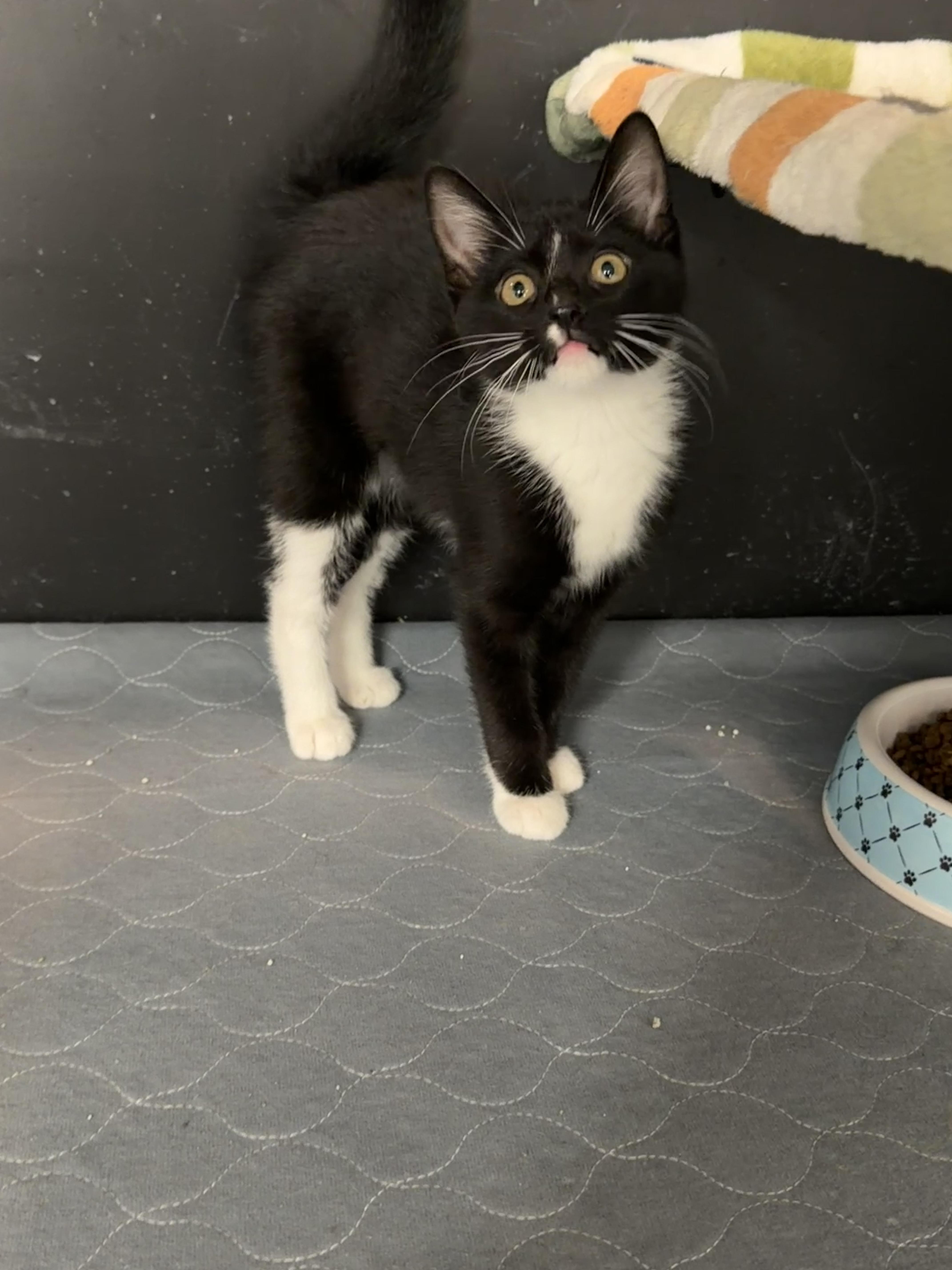 Enlarge Pear, an adopted Domestic Short Hair in Wayland, MI image 1/1