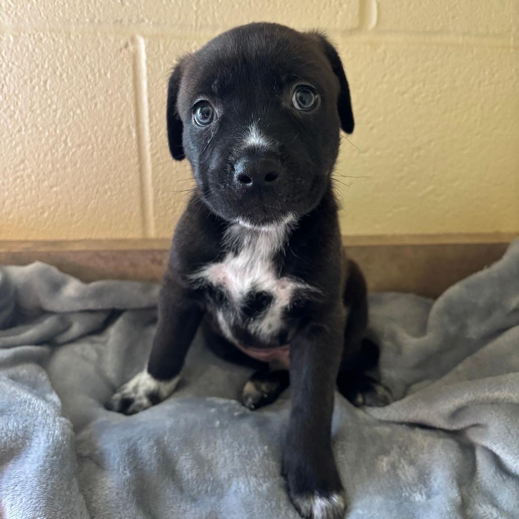 Caldwell, Adoptable, Puppy Male American Staffordshire Terrier & Mixed Breed.