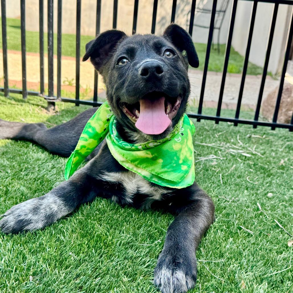 Caldwell, a Adoptable mixed breed in Fredericksburg, TX image 2/2