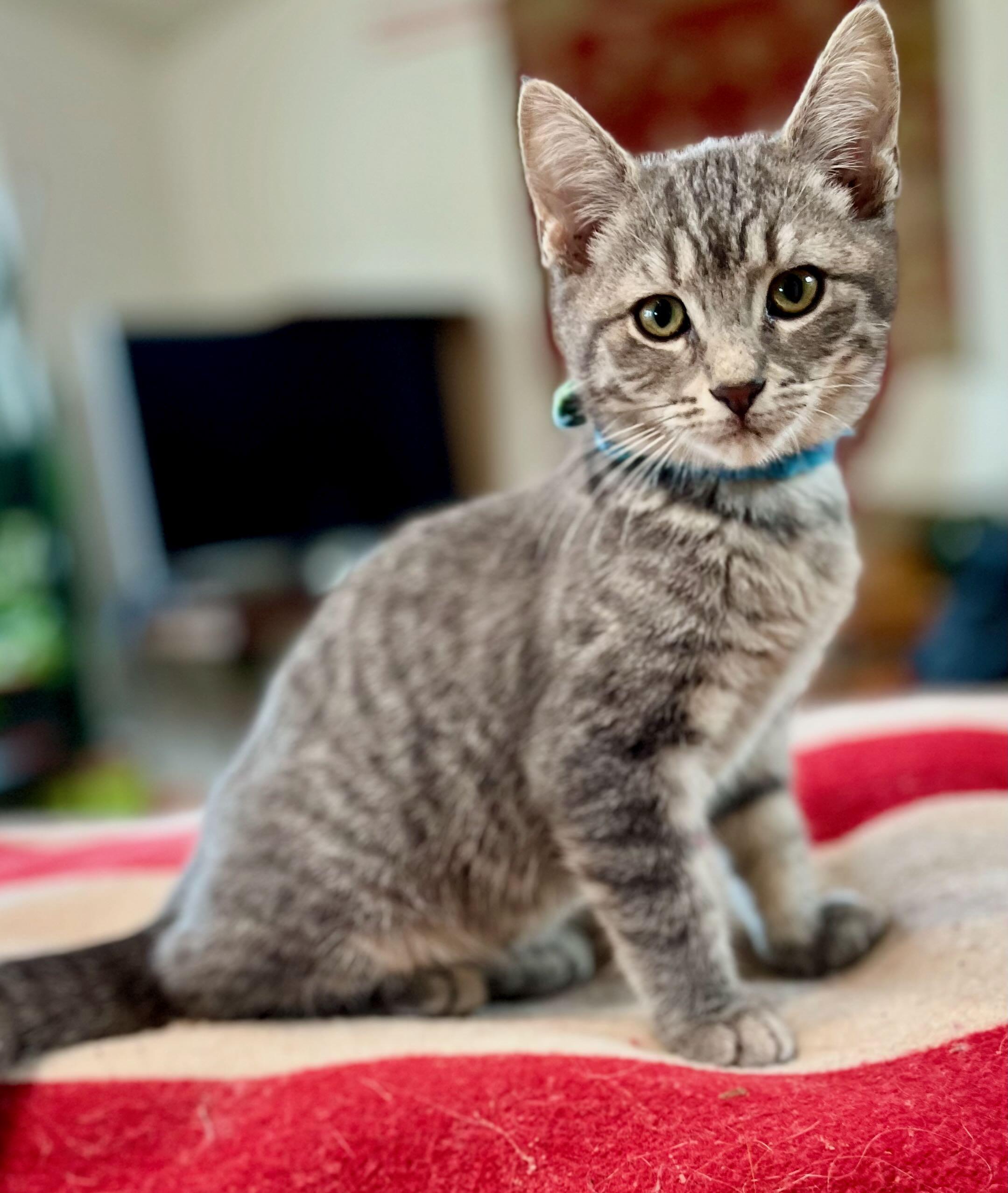 Enlarge Clara & Bern, a Adoptable Tabby in Hood River, OR image 3/6