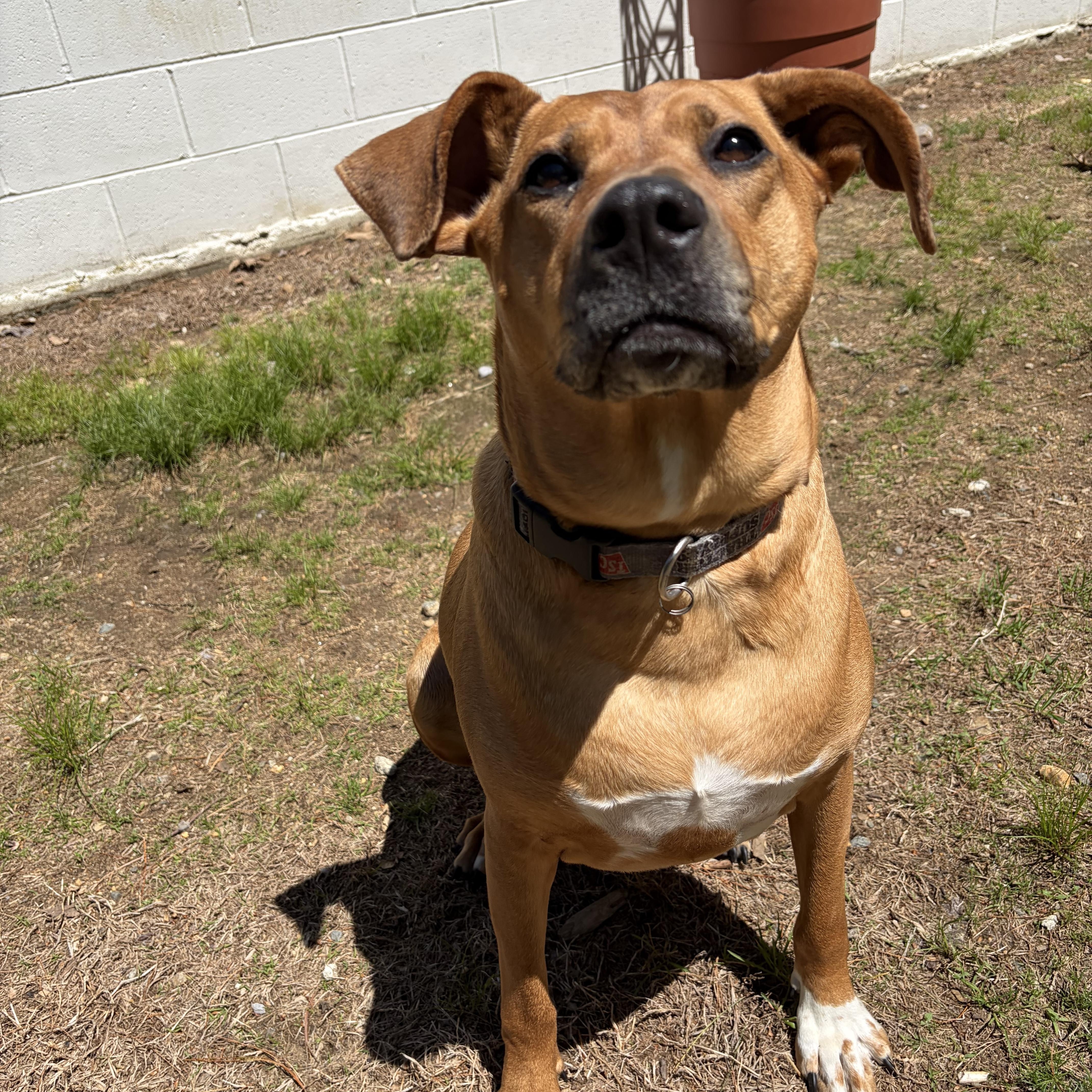 Daisy, an adoptable mixed breed in Mansfield, CT image 5/6