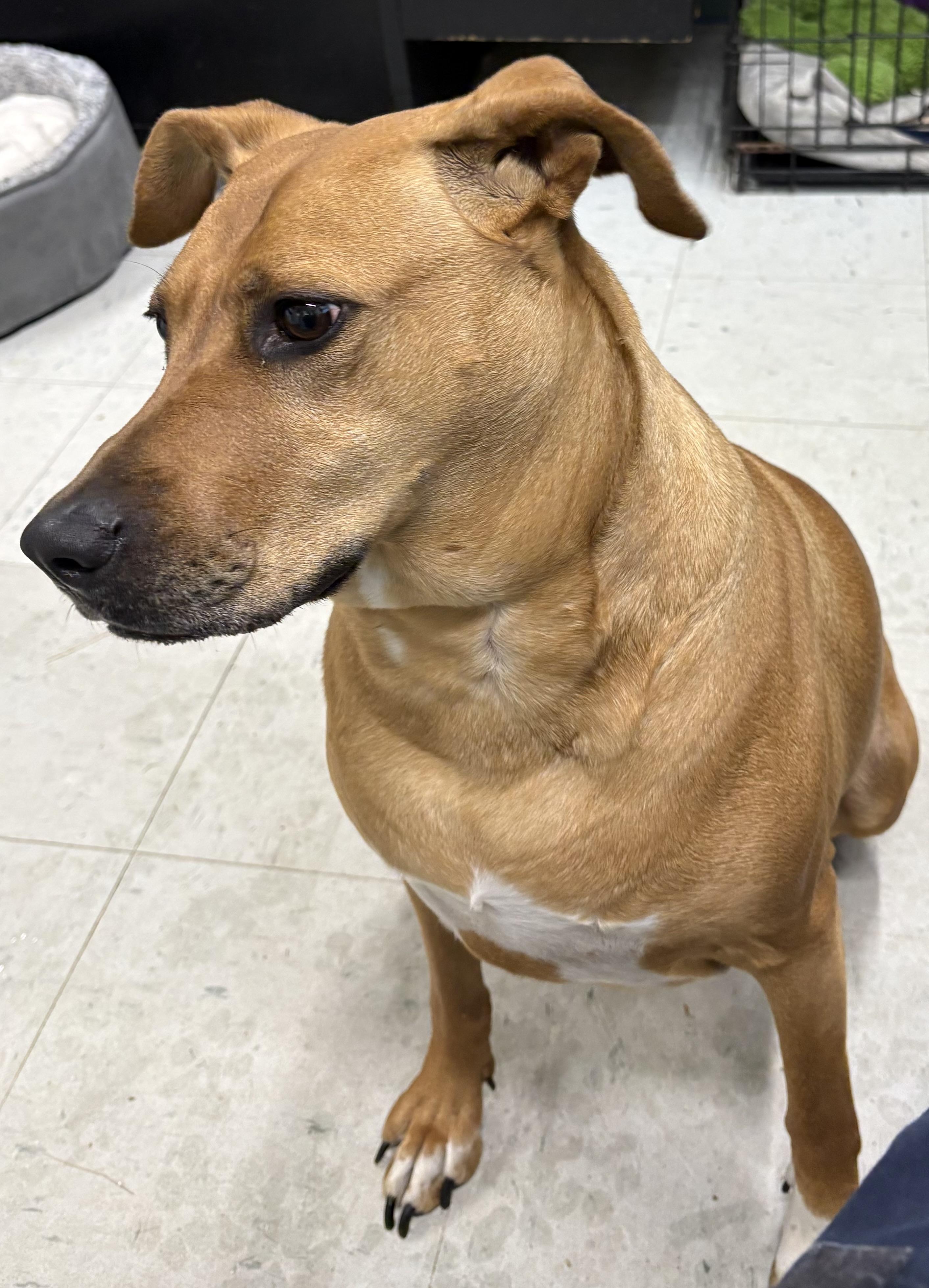 Daisy, an adoptable mixed breed in Mansfield, CT image 6/6