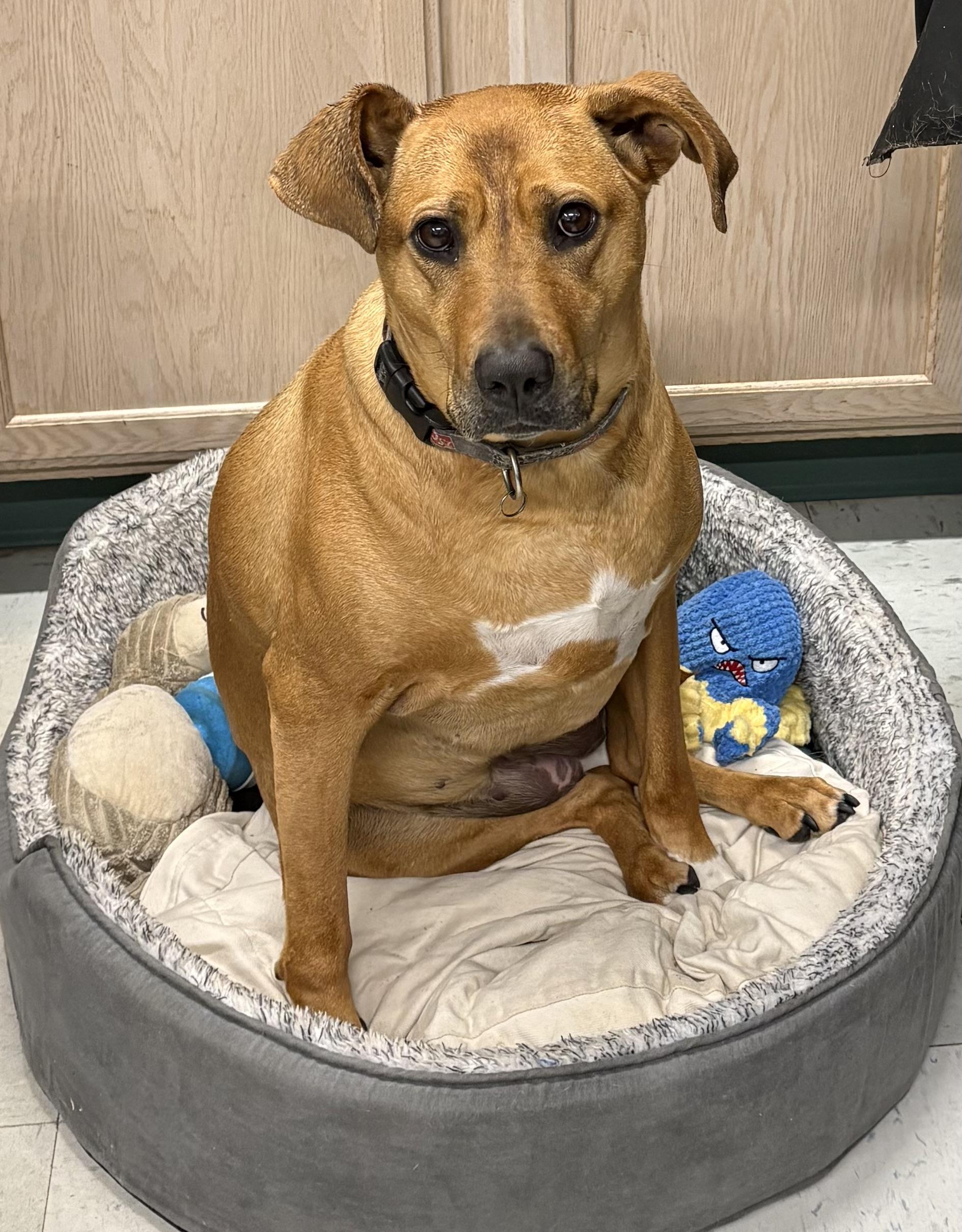 Daisy, an adoptable mixed breed in Mansfield, CT image 4/6