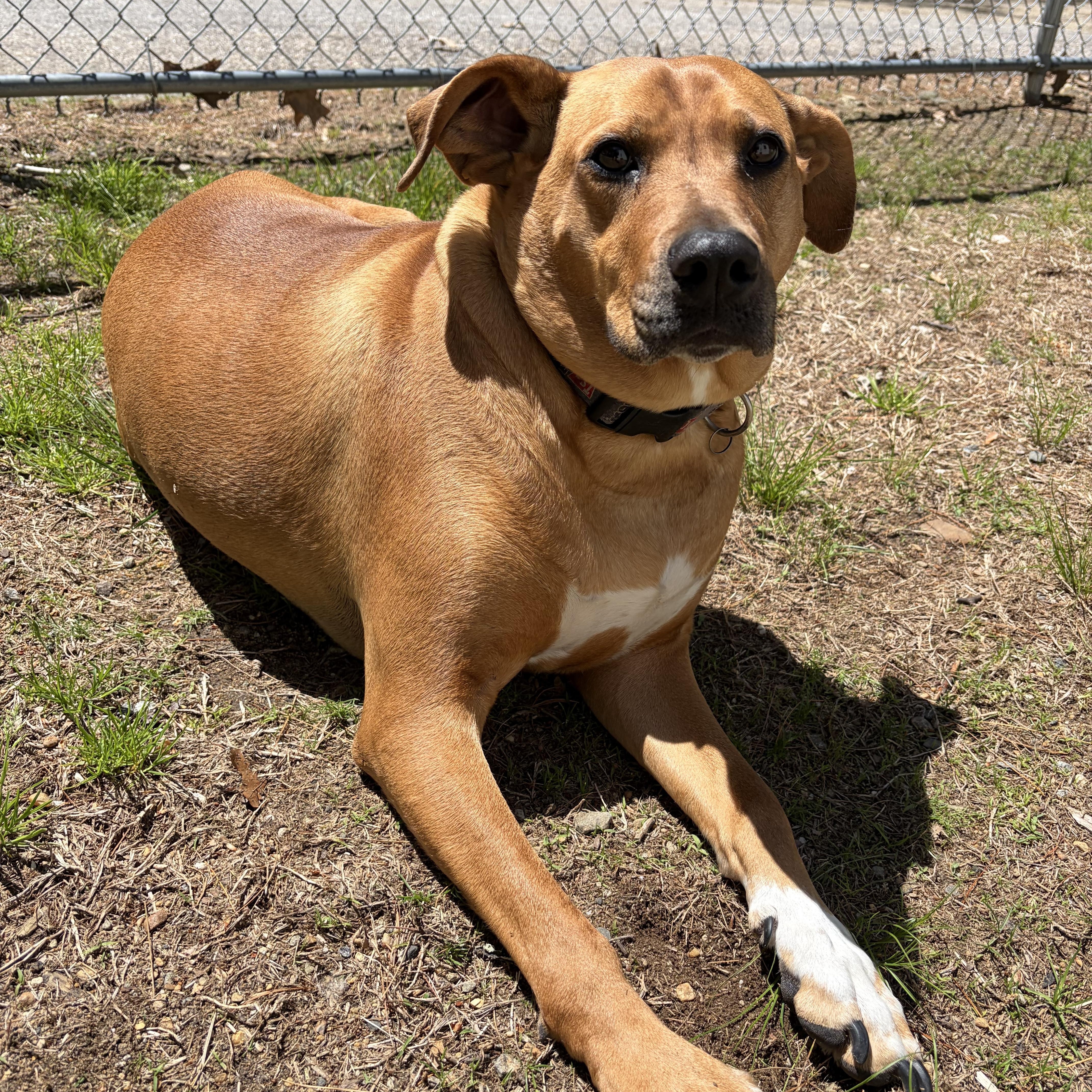 Daisy, an adoptable mixed breed in Mansfield, CT image 1/6