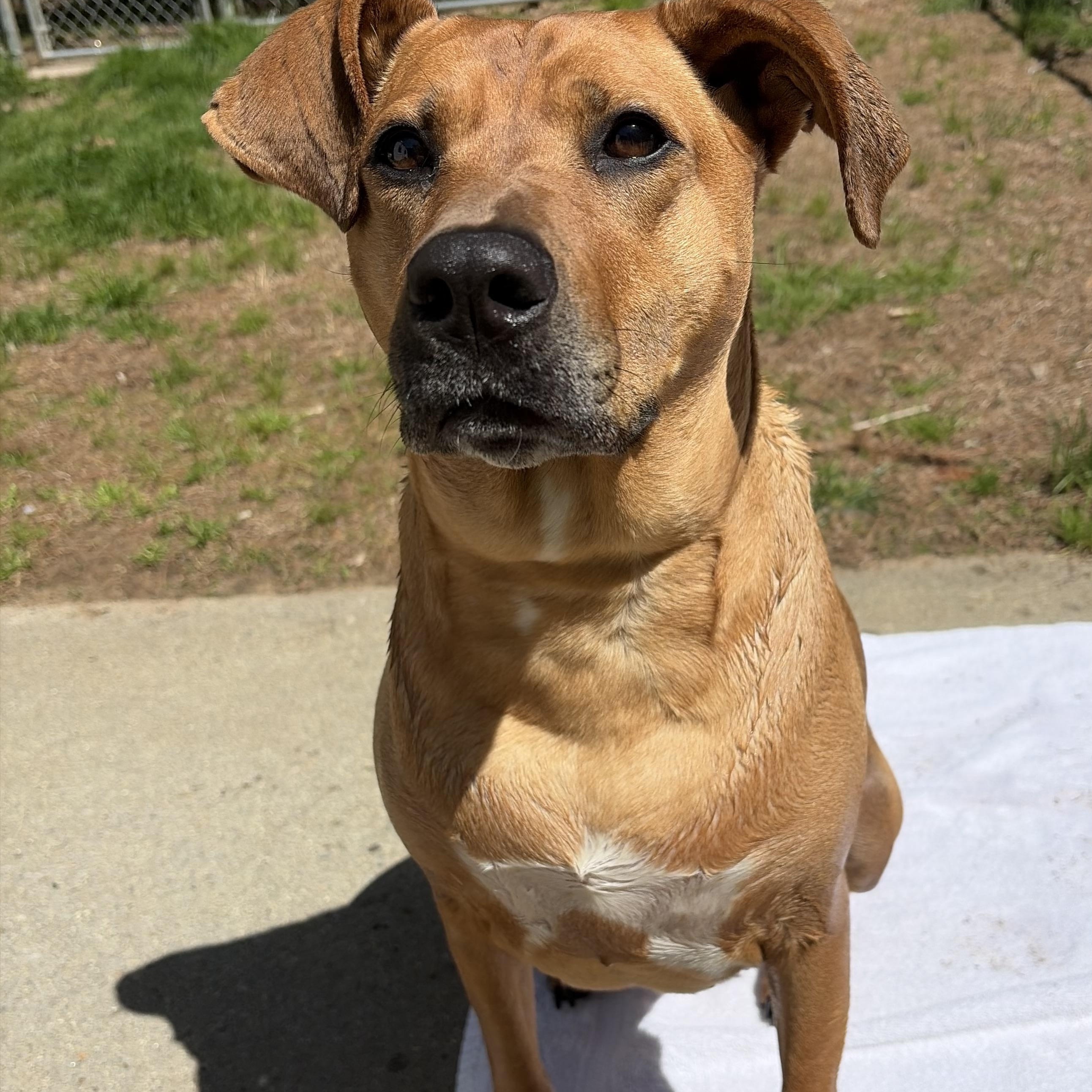 Daisy, an adoptable mixed breed in Mansfield, CT image 3/6