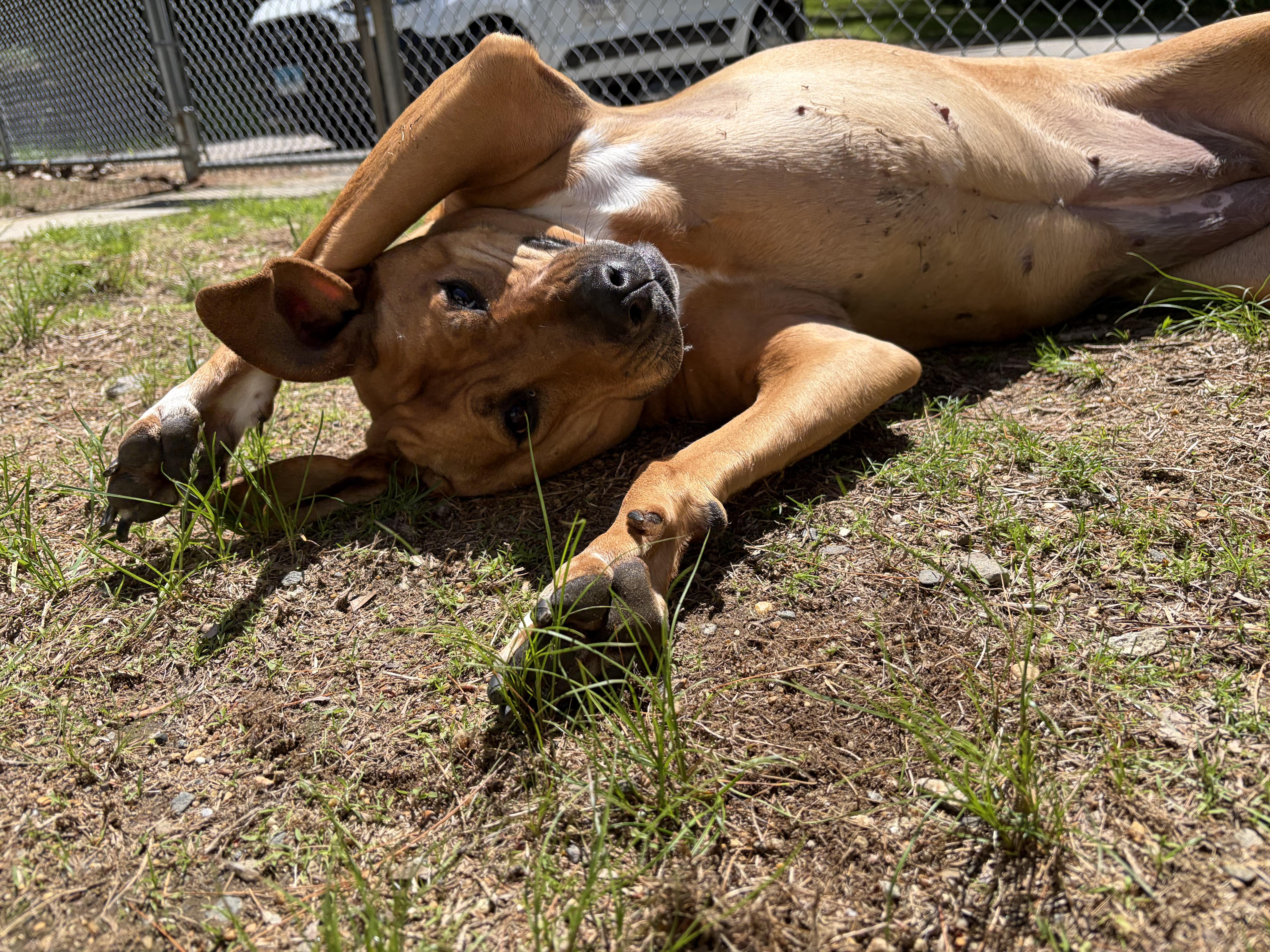 Daisy, an adoptable mixed breed in Mansfield, CT image 2/6