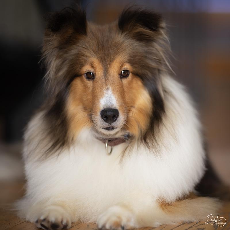 Lana, adopted, Adult Female Shetland Sheepdog / Sheltie.