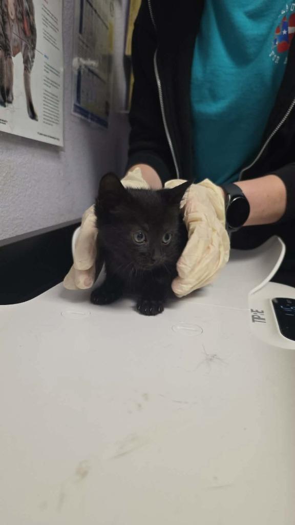 Meander, Adoptable, Kitten Female Domestic Short Hair.
