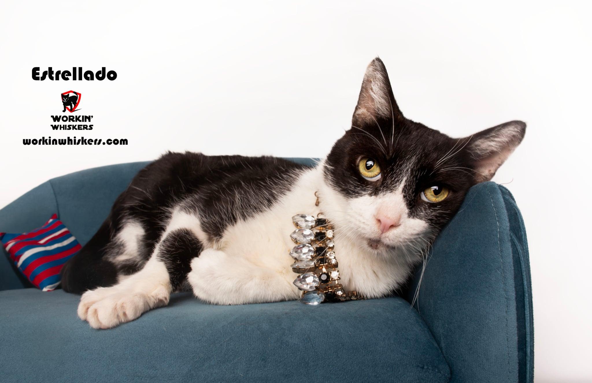 ESTRELLADO, an adoptable Domestic Short Hair, Tuxedo in HEMET, CA, 92544 | Photo Image 1