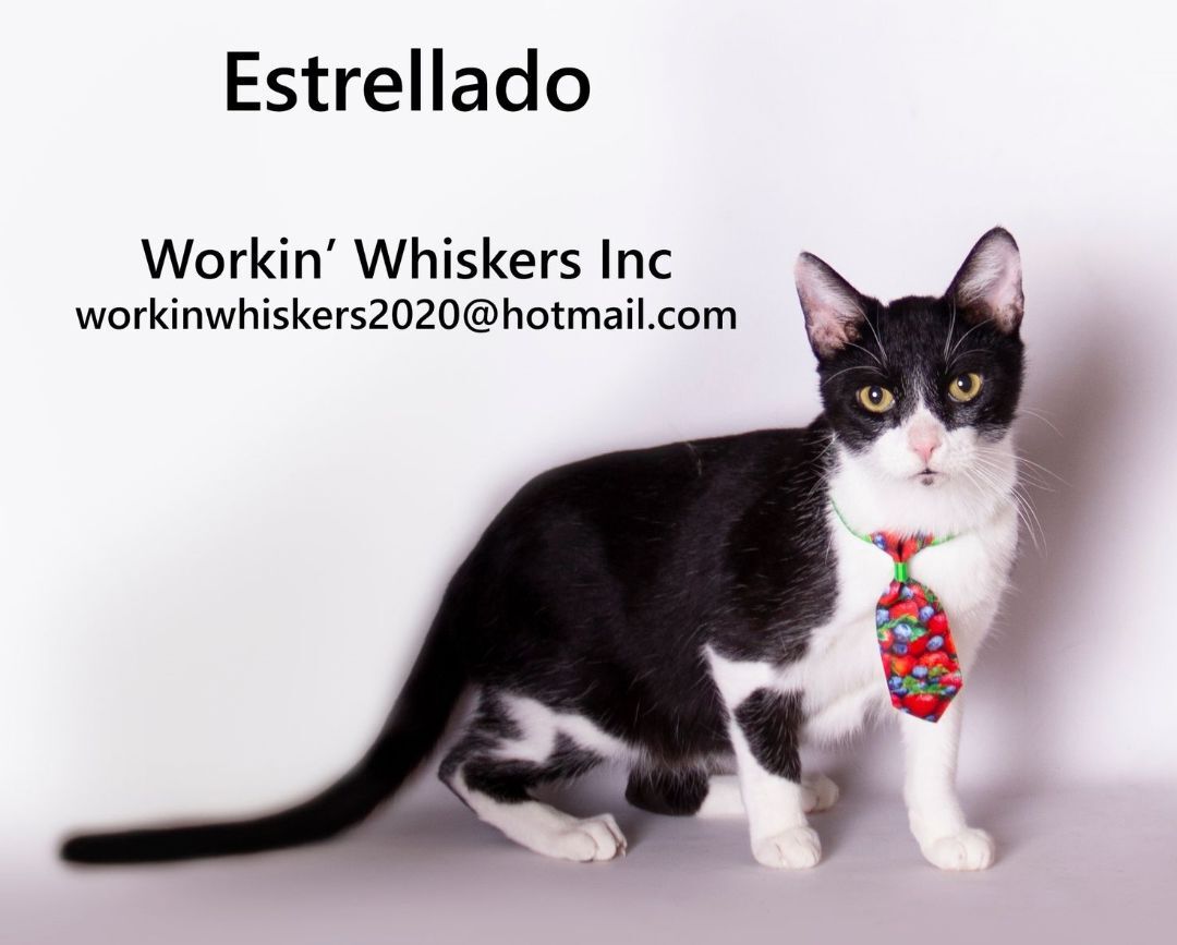 ESTRELLADO, an adoptable Domestic Short Hair, Tuxedo in HEMET, CA, 92544 | Photo Image 5